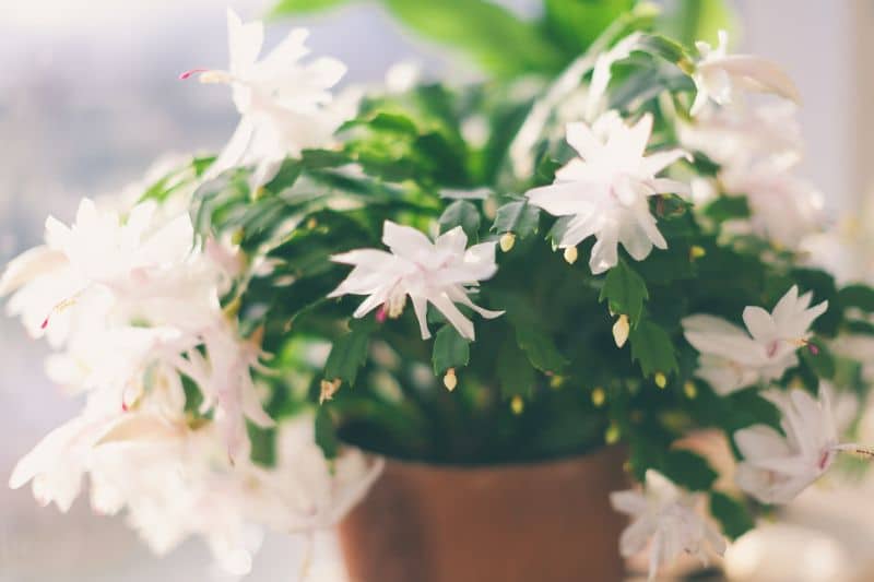 Schlumbergera truncata am Fenster