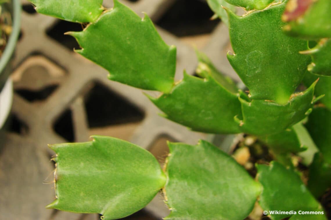 Glieder an Schlumbergera truncata in Nahaufnahme