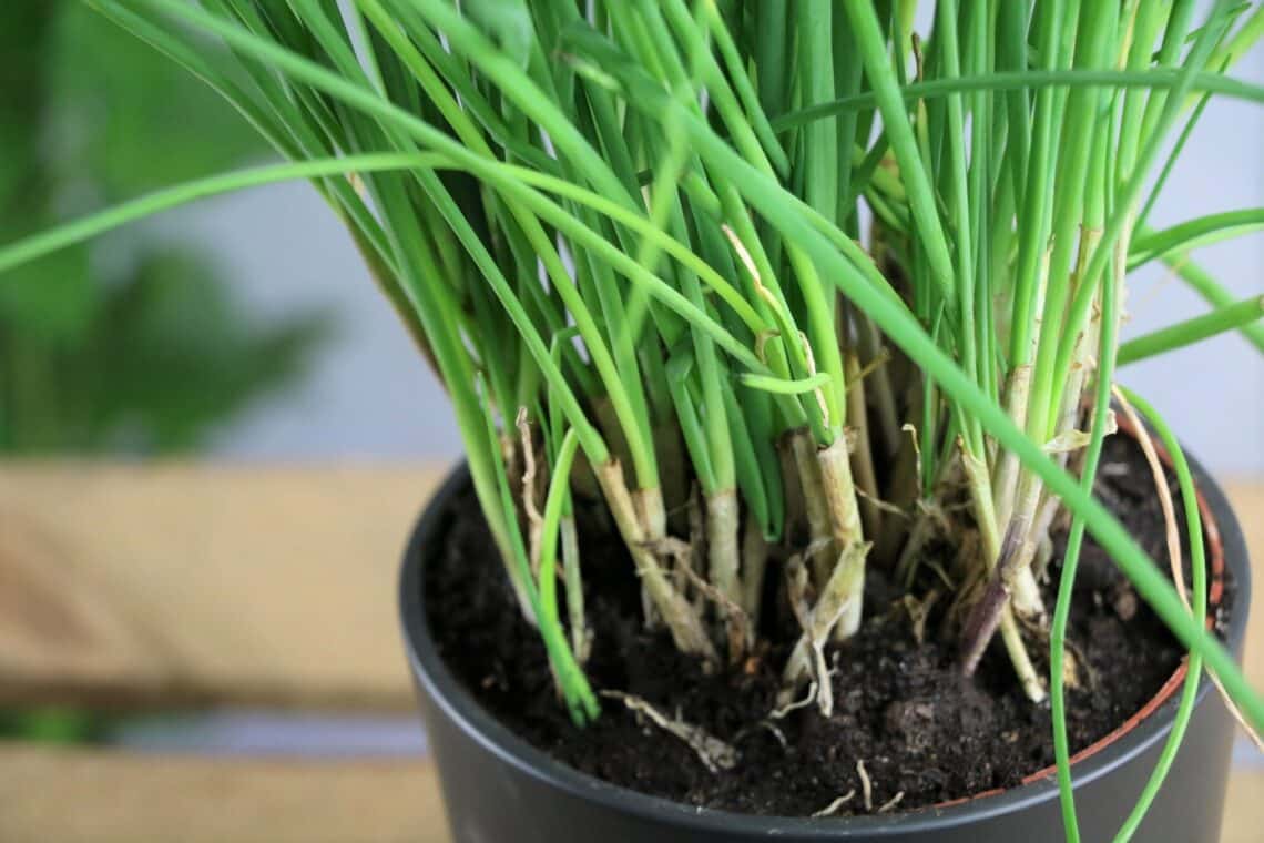 Schnittlauch (Allium schoenoprasum) im Topf