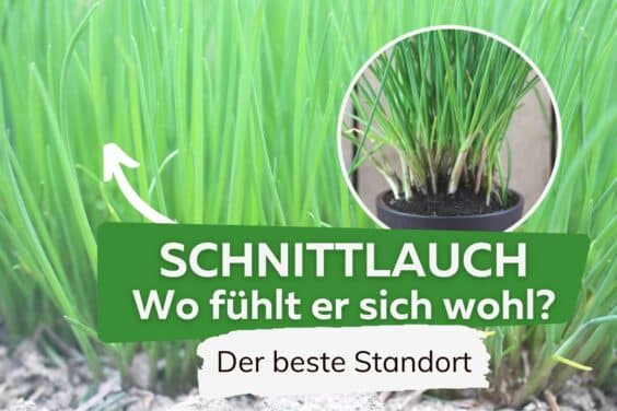 Schnittlauch Standort