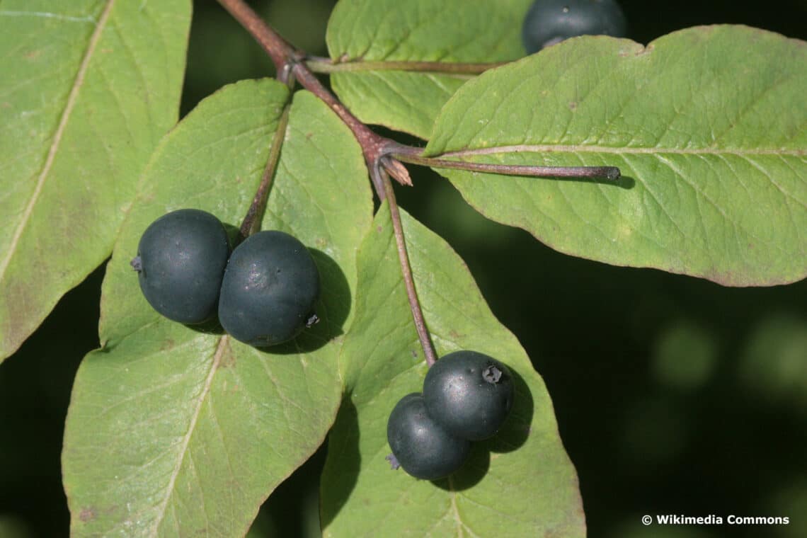 Schwarze Heckenkirsche (Lonicera nigra)