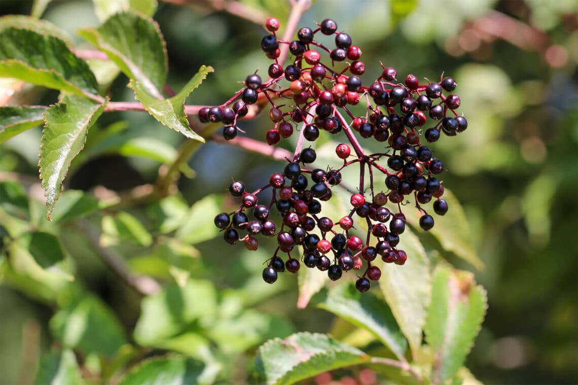 schwarze Holunderbeeren (Sambucus)