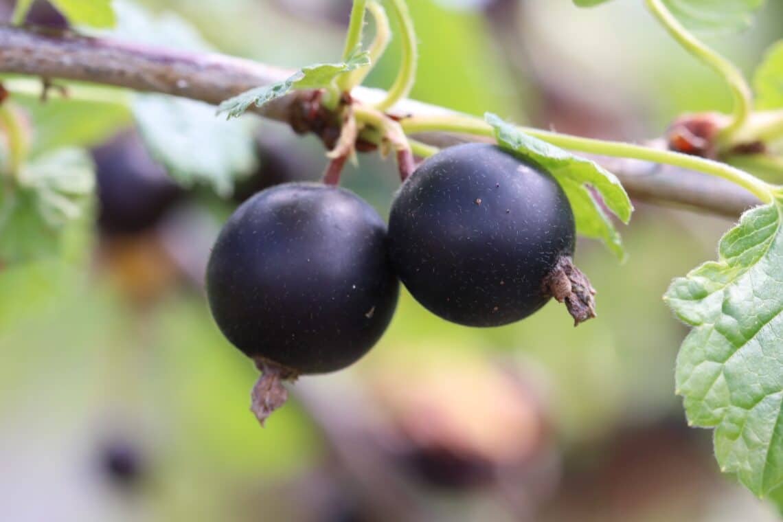 Schwarze Johannisbeeren (Ribes nigrum)