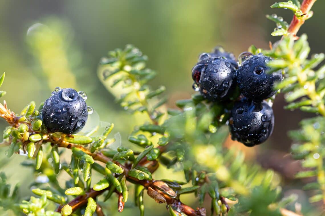 Schwarze Krähenbeere (Empetrum nigrum)