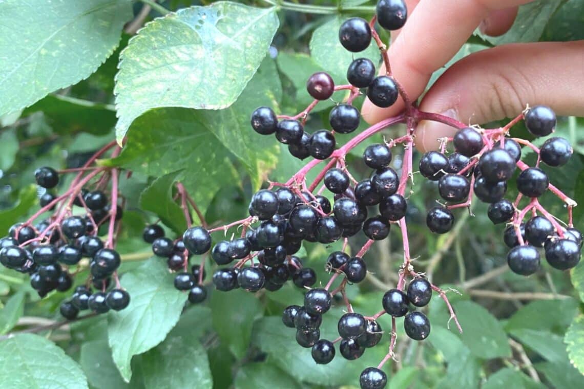 Beeren am Schwarzen Holunder (Sambucus nigra)