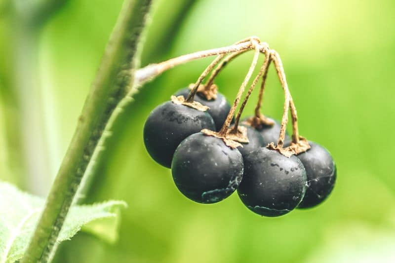 Schwarzer Nachtschatten (Solanum nigrum)