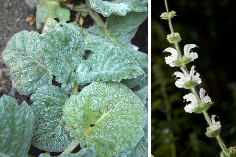 Silber-Salbei (Salvia argentea)