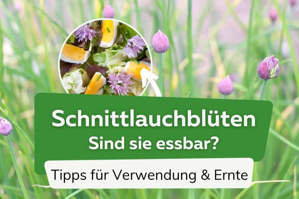 Sind Blüten von Schnittlauch essbar