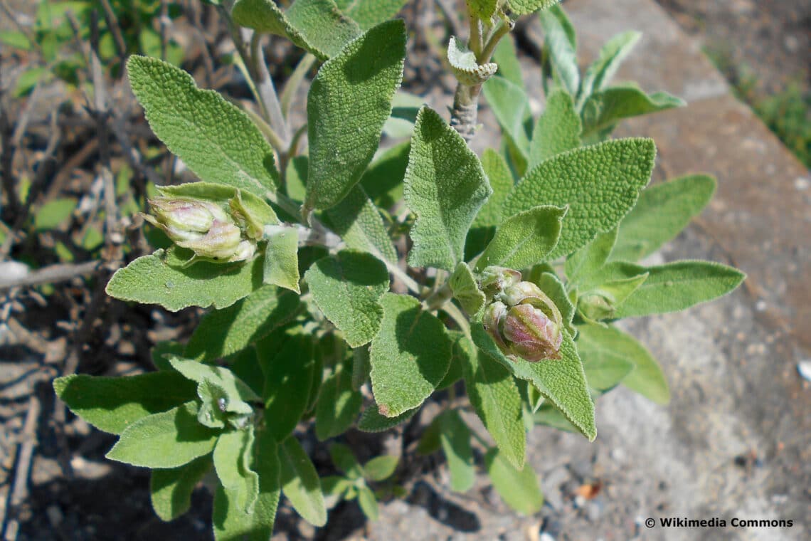 Spanischer Salbei (Salvia lavandulifolia)