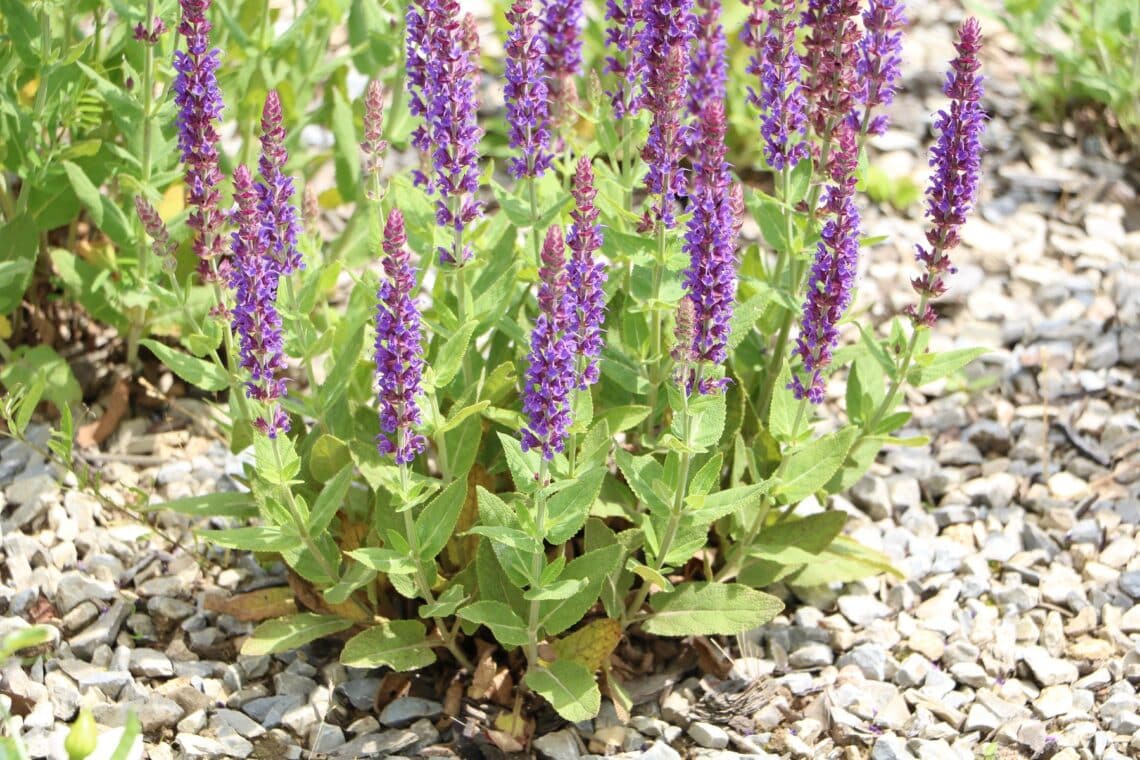 Steppen-Salbei (Salvia nemorosa)