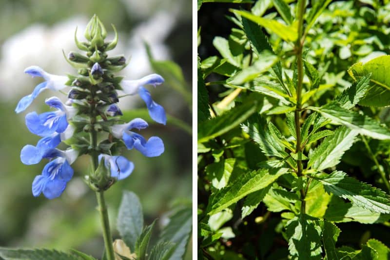 Sumpf-Salbei (Salvia uliginosa)