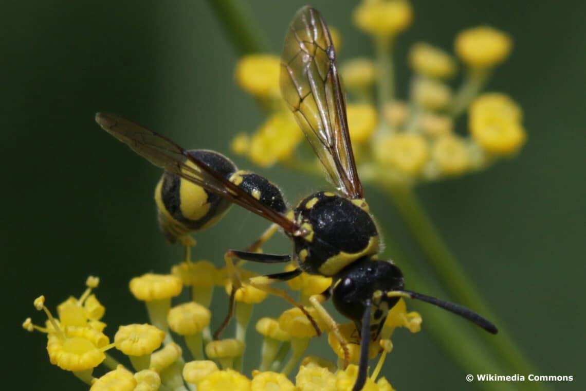 Töpferwespe (Eumenes pomiformis)