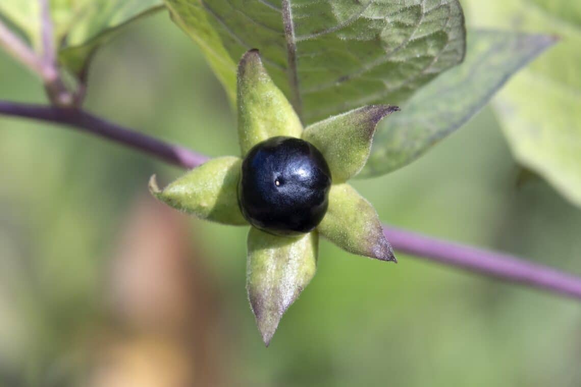 Tollkirsche (Atropa belladonna)