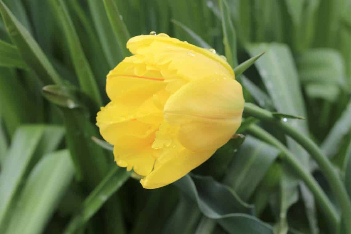 Tulpe (Tulipa)