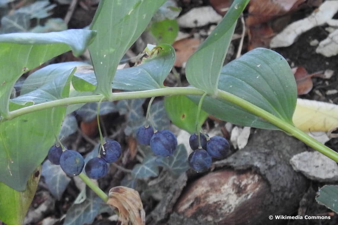 Vielblütige Weißwurz (Polygonatum multiflorum)