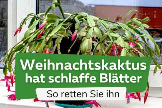 Schlappe Blätter am Weihnachtskaktus