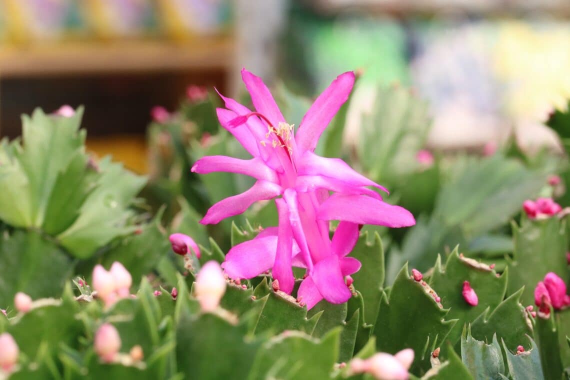 Weihnachtskaktus (Schlumbergera) mit Blüte