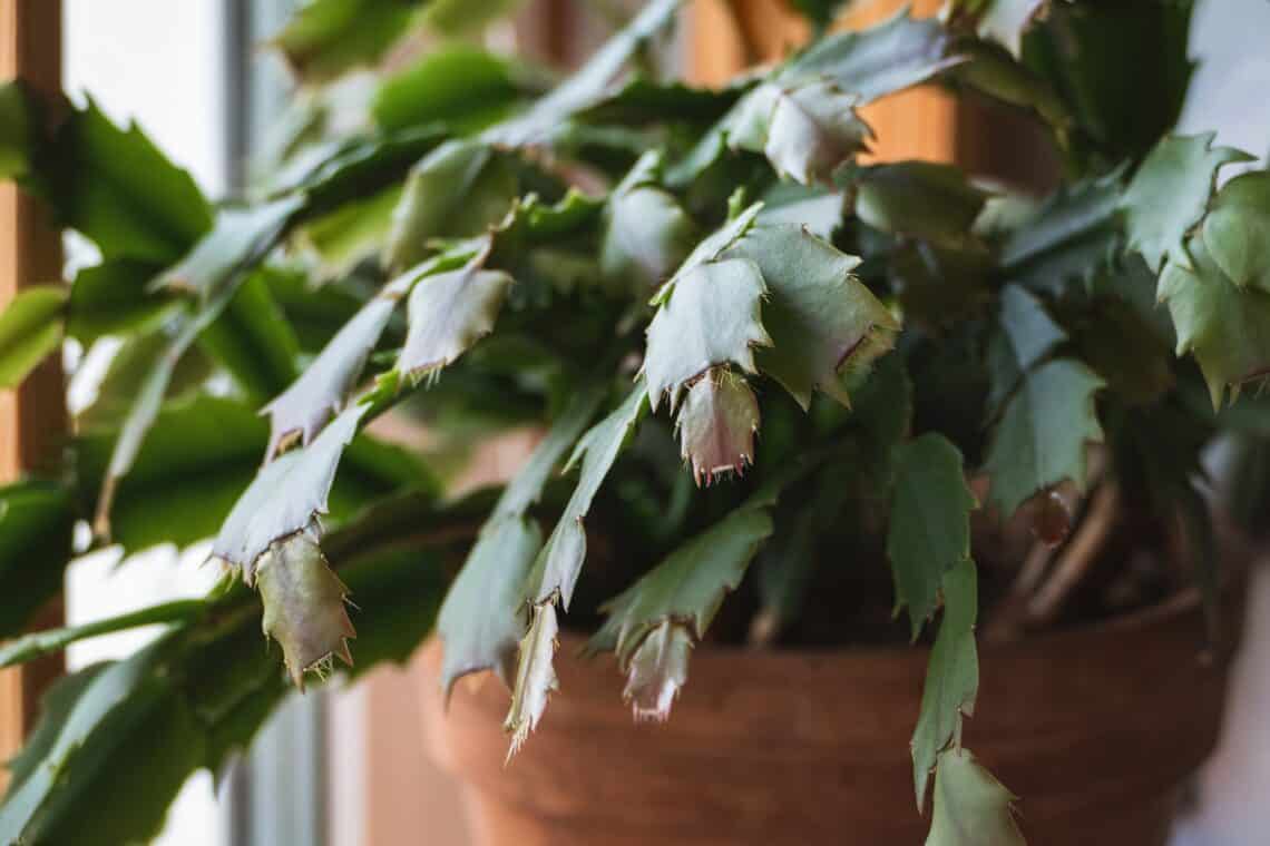 Weihnachtskaktus (Schlumbergera)