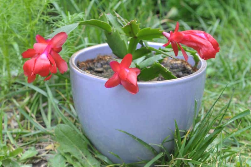 Weihnachtskaktus (Schlumbergera)