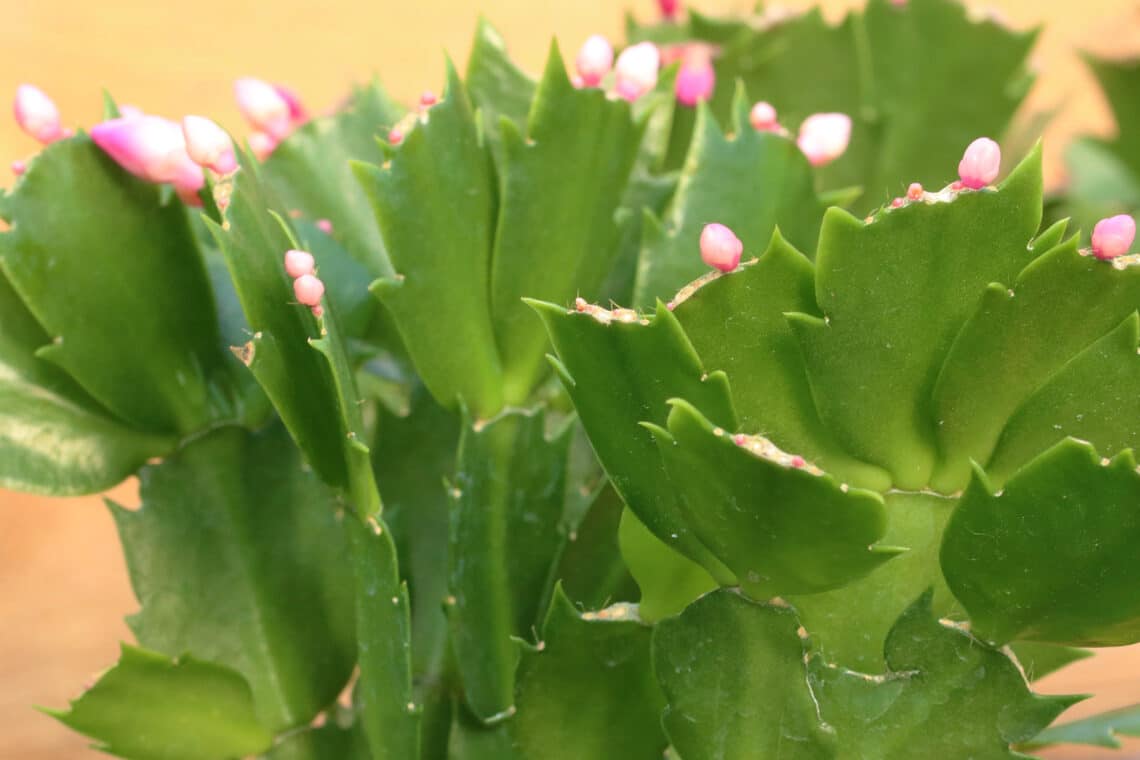 Weihnachtskaktus (Schlumbergera truncata) mit Blütenknospen