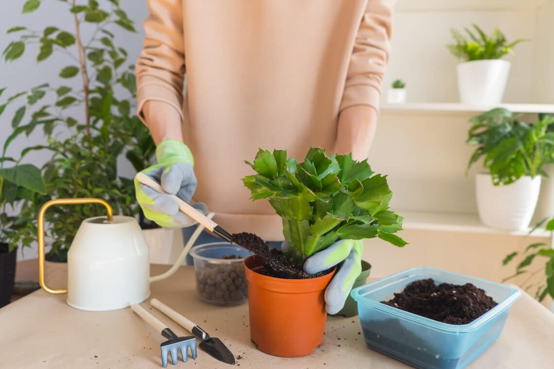 Weihnachtskaktus (Schlumbergera truncata) umtopfen