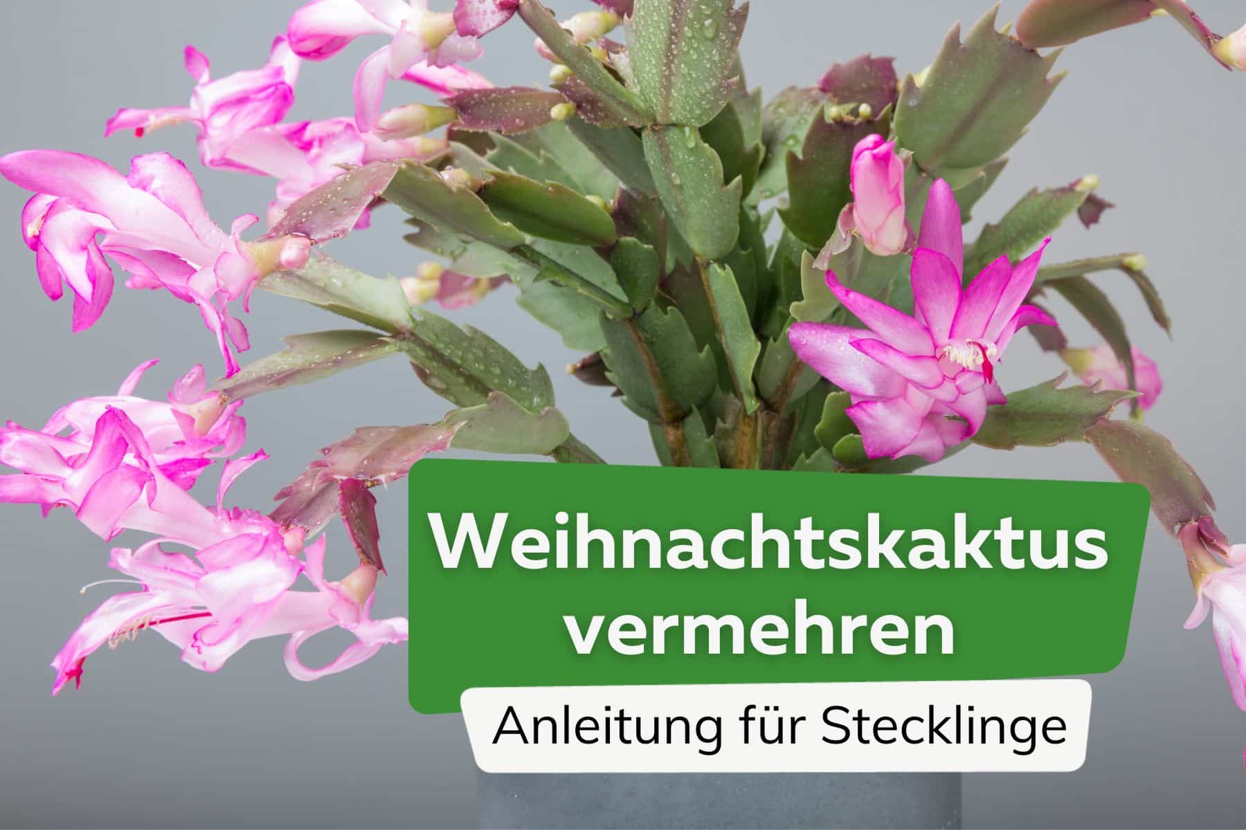 Weihnachtskaktus vermehren mit Stecklingen Titel