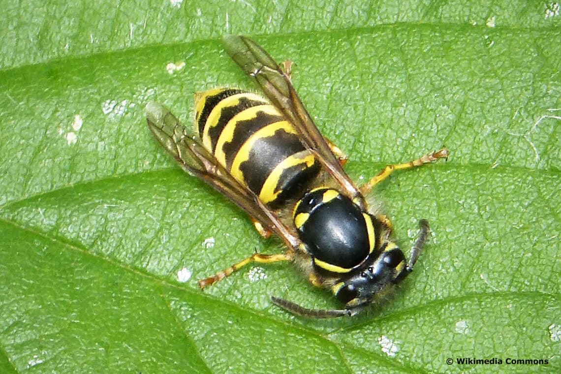 Arbeiterin (Vespula vulgaris)