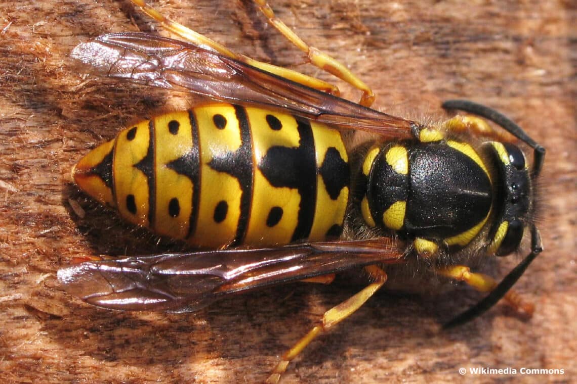 Wespenkönigin (Vespula germanica)