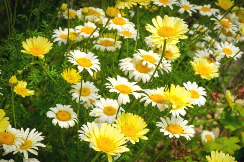 Wiesen-Margerite (Leucanthemum vulgare)