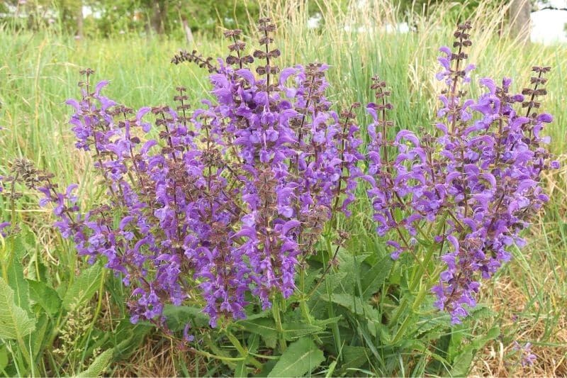 Wiesen-Salbei (Salvia pratensis)