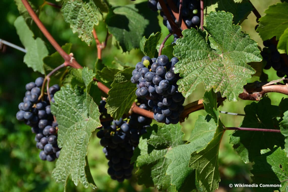 Wilde Weinrebe (Vitis vinifera subsp. sylvestris)