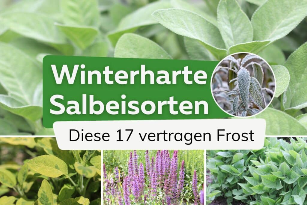 Welcher Salbei ist winterhart? 17 winterharte Salbeisorten