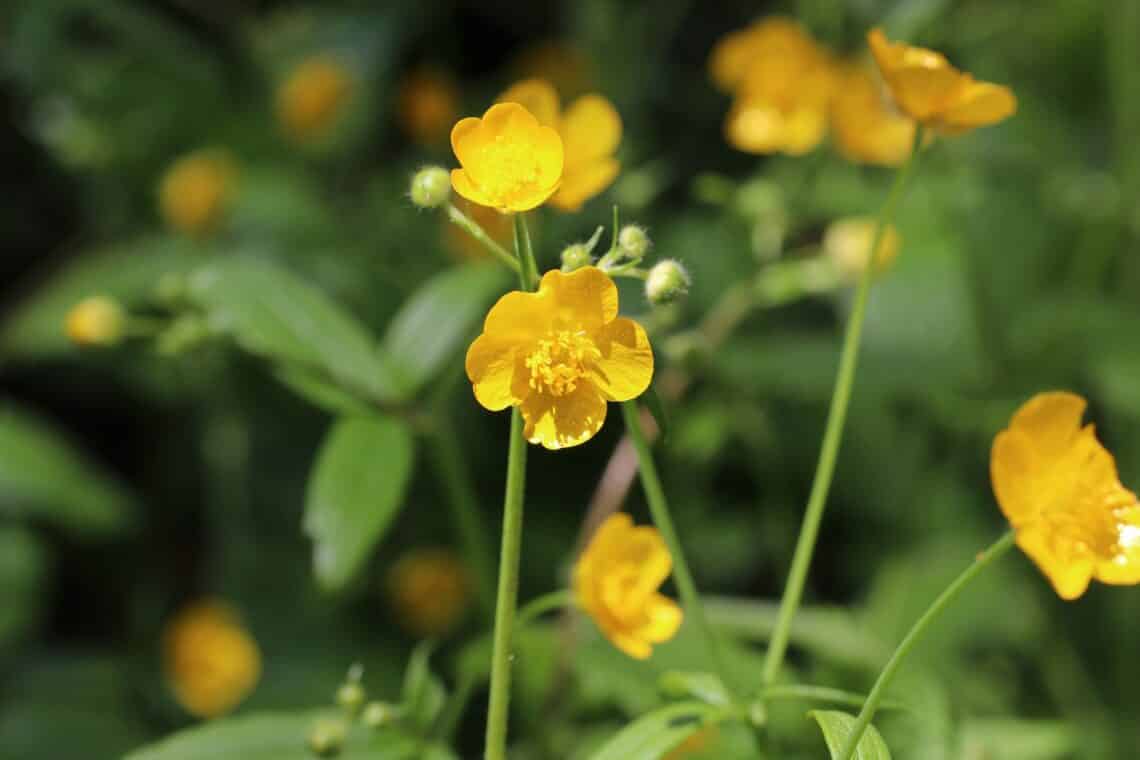 Wolliger Hahnenfuß (Ranunculus lanuginosus)