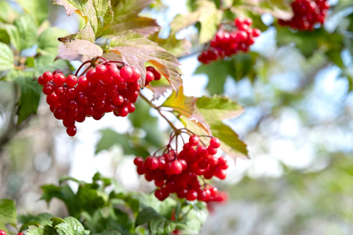 Wolliger Schneeball (Viburnum lantana)