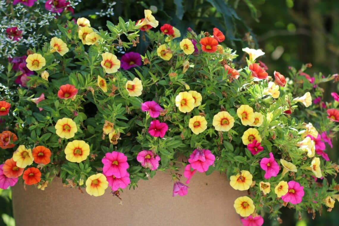 Zauberglöckchen (Calibrachoa)