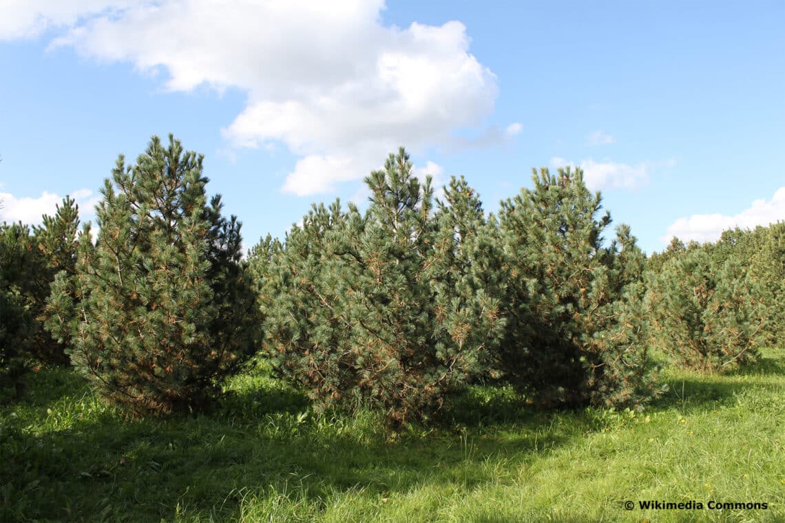 Zirbelkiefer (Pinus cembra)