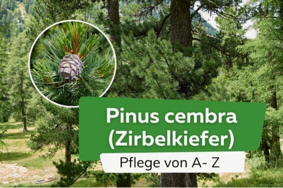 Zirbelkiefer, Zirbe, Pinus cembra - Pflege von A-Z