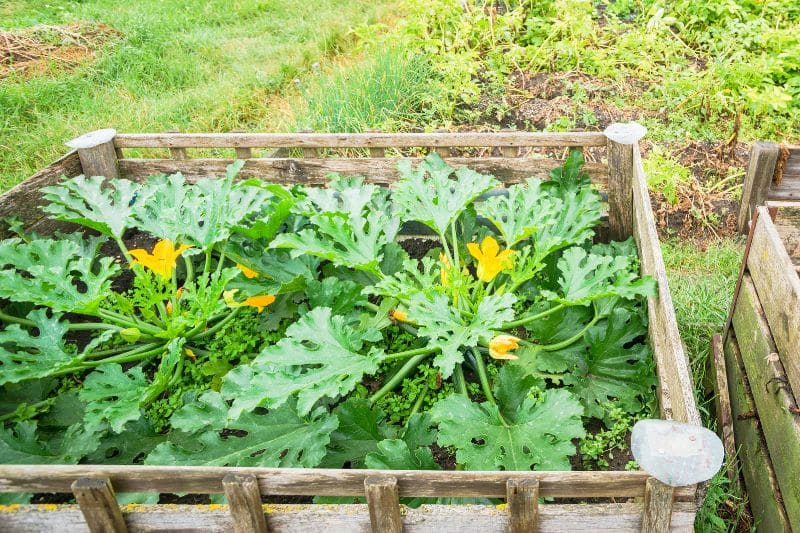 Zucchini wachsen auf dem Kompost