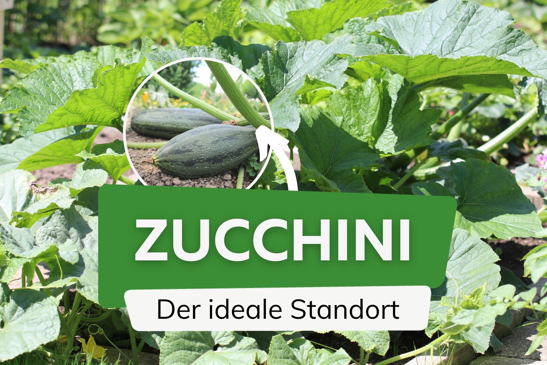 Zucchini Standort in der Sonne