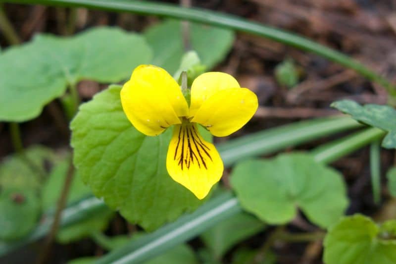 Zweiblütiges Veilchen (Viola biflora)