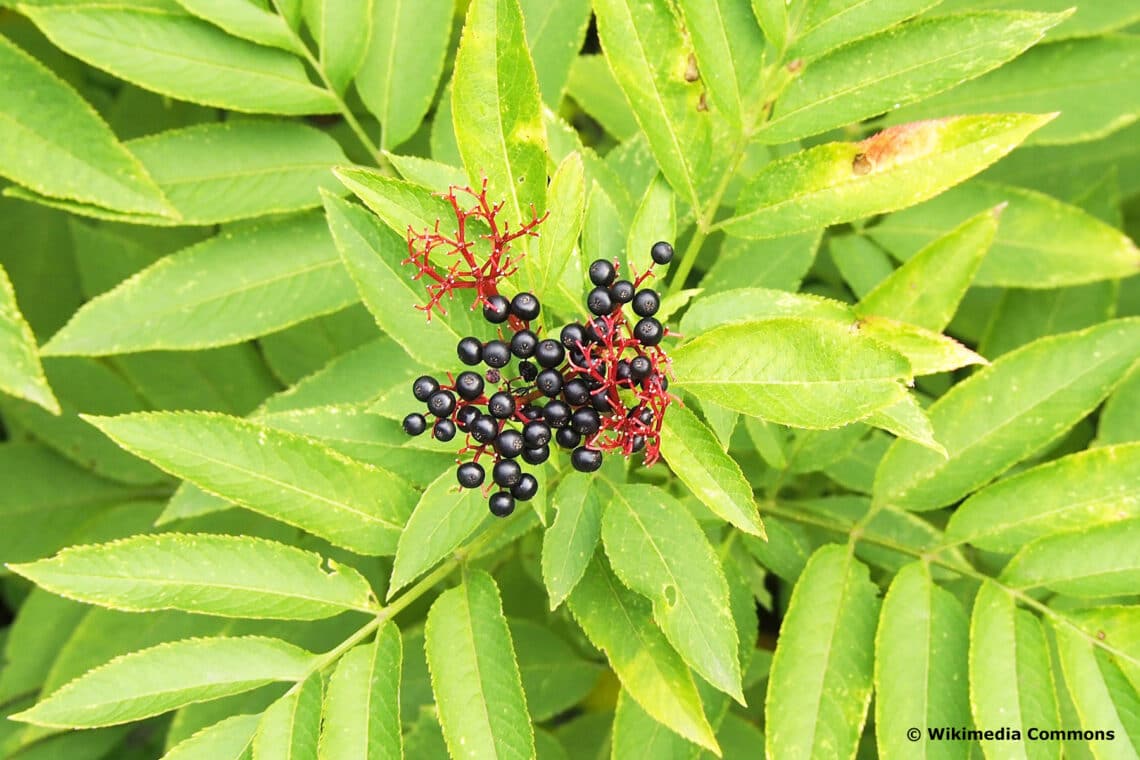 Zwerg-Holunder (Sambucus ebulus)