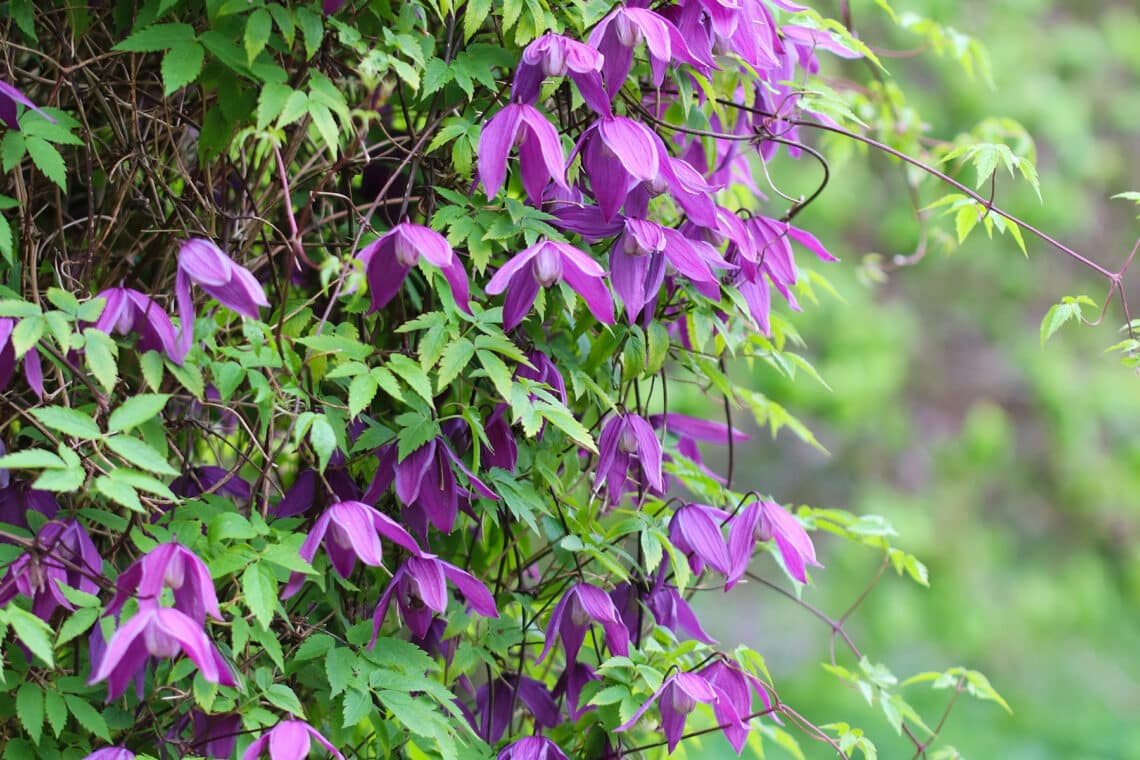 Alpenwaldrebe (Clematis alpina)