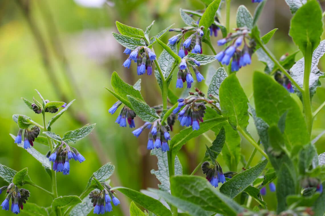 Blaublühender Beinwell (Symphytum azureum)