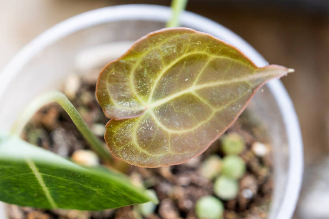 Alocasia Pflanze befallen von Spinnmilben