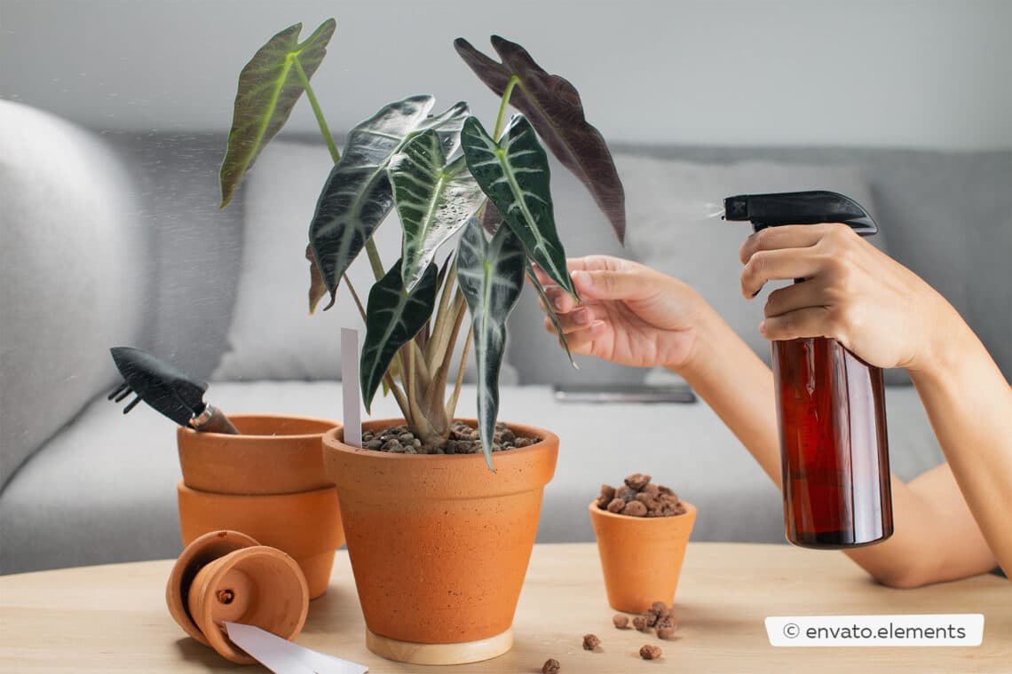 Alocasia Pflanze mit Wasser in Sprühflasche besprühen