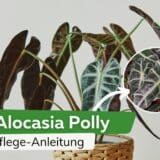 Alocasia Polly: Pflege-Anleitung