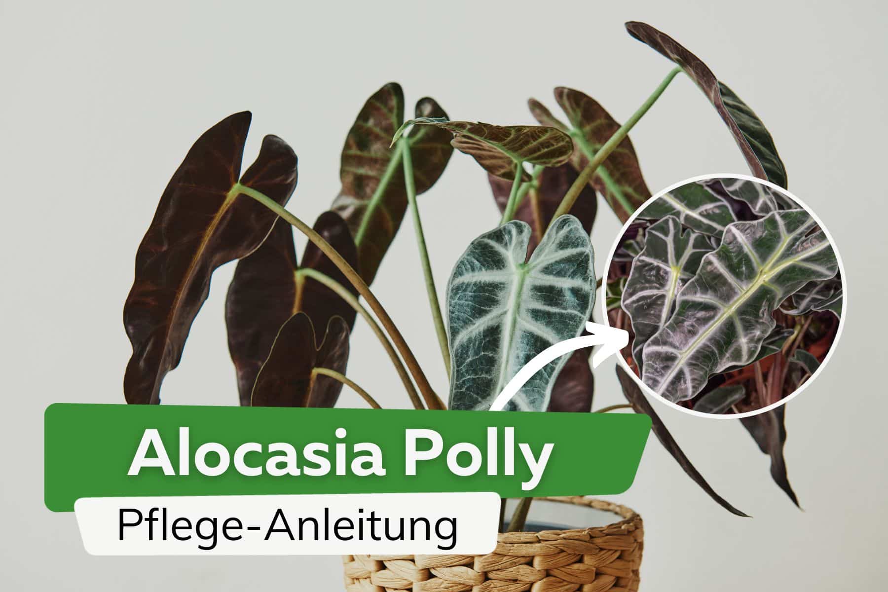 Alocasia Polly: Pflege-Anleitung