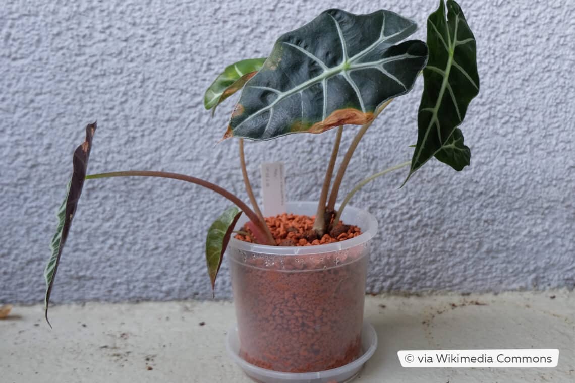 Alocasia "Polly"