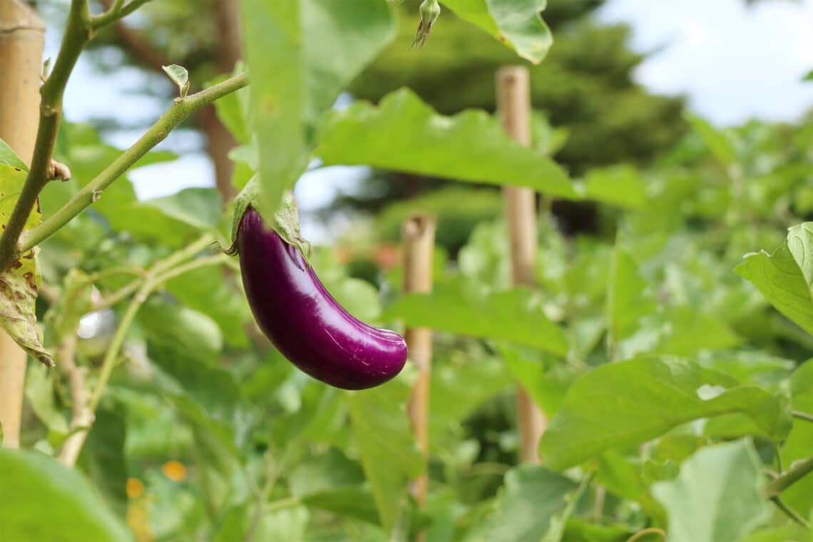 Aubergine (Solanum melongena)