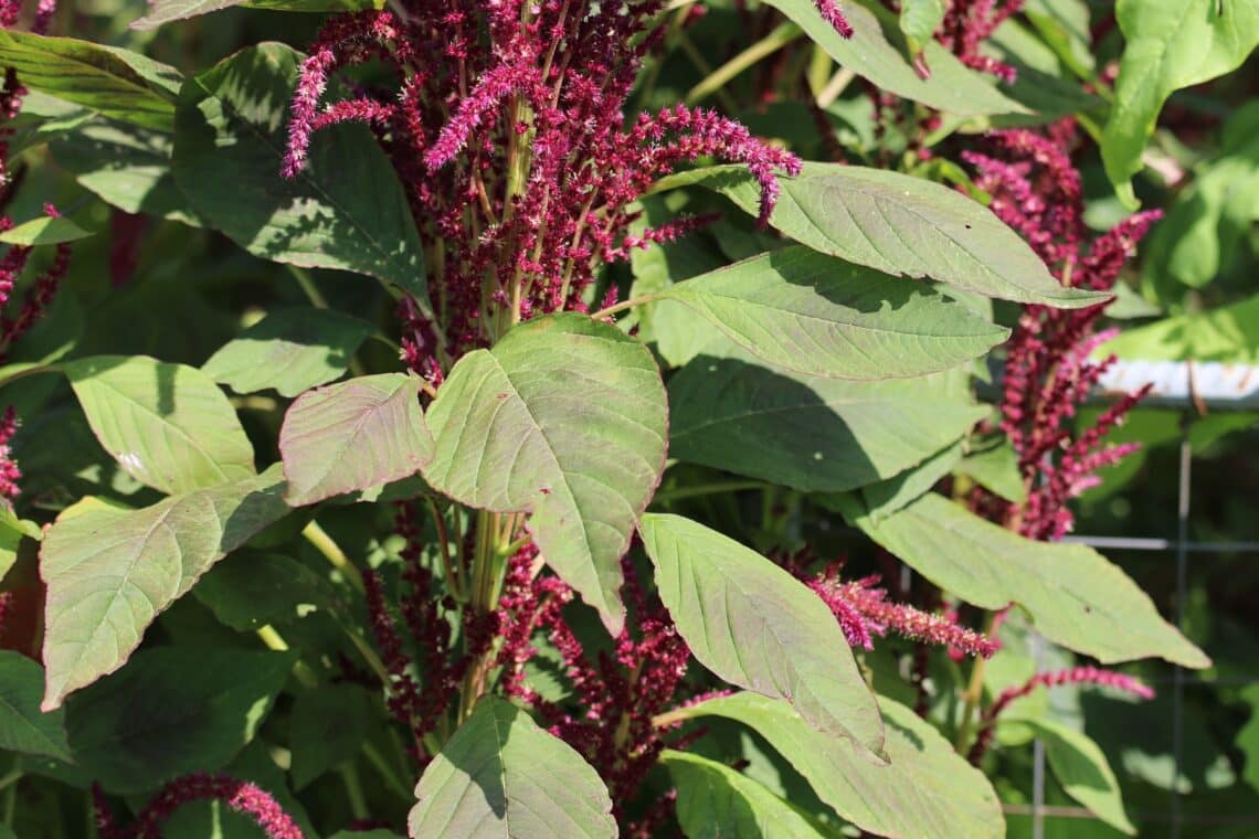 Aufsteigender Fuchsschwanz (Amaranthus lividus)